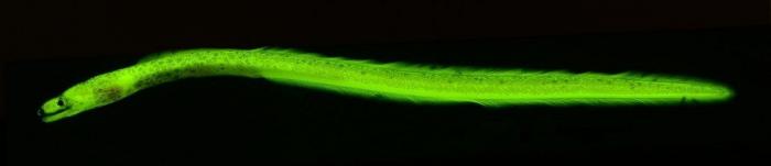 Así se observa desde el aire la bolsa anóxica que está matando a los peces en el Mar Menor