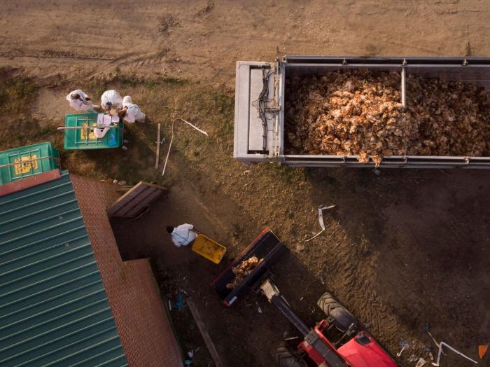 Los brotes de gripe aviar han obligado a sacrificar más de 269.000 aves este año
