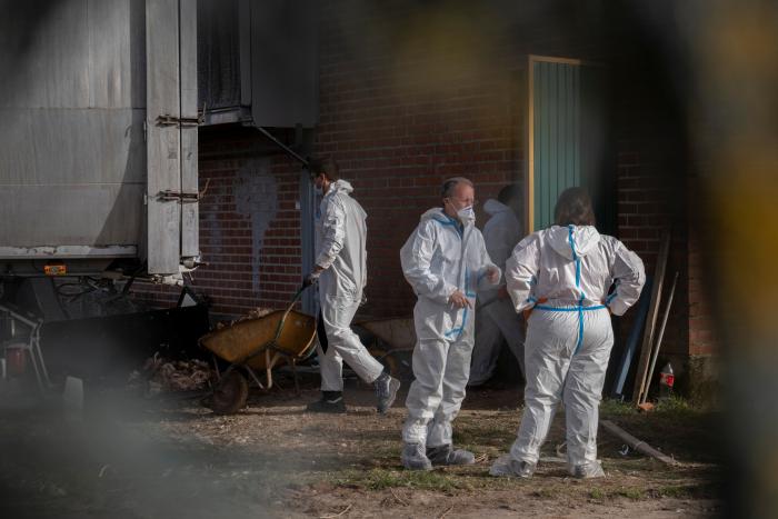 Los brotes de gripe aviar han obligado a sacrificar más de 269.000 aves este año