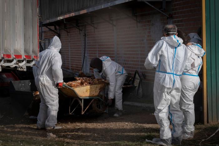 Los brotes de gripe aviar han obligado a sacrificar más de 269.000 aves este año