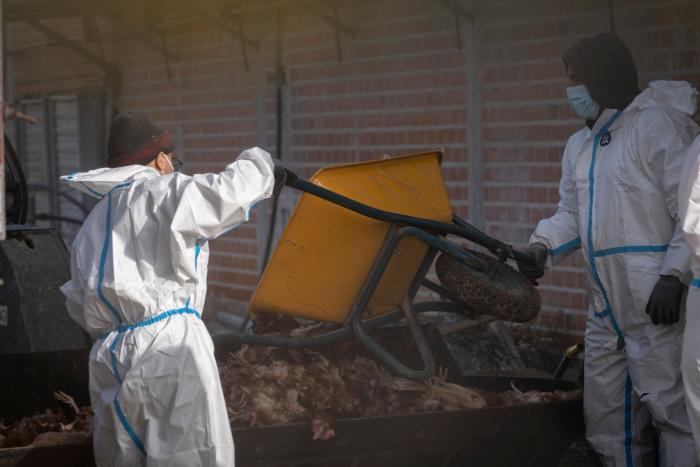 Los brotes de gripe aviar han obligado a sacrificar más de 269.000 aves este año