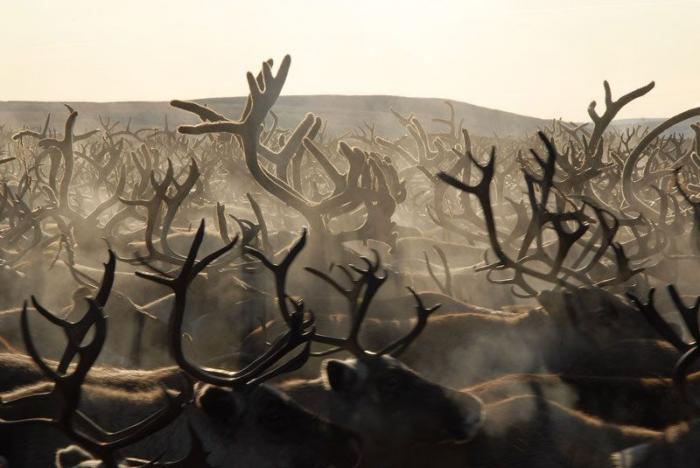 La dura vida de los últimos nómadas (FOTOS)