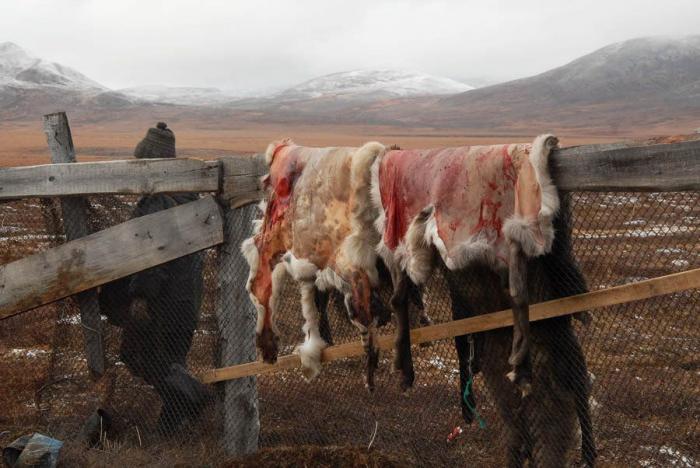 La dura vida de los últimos nómadas (FOTOS)