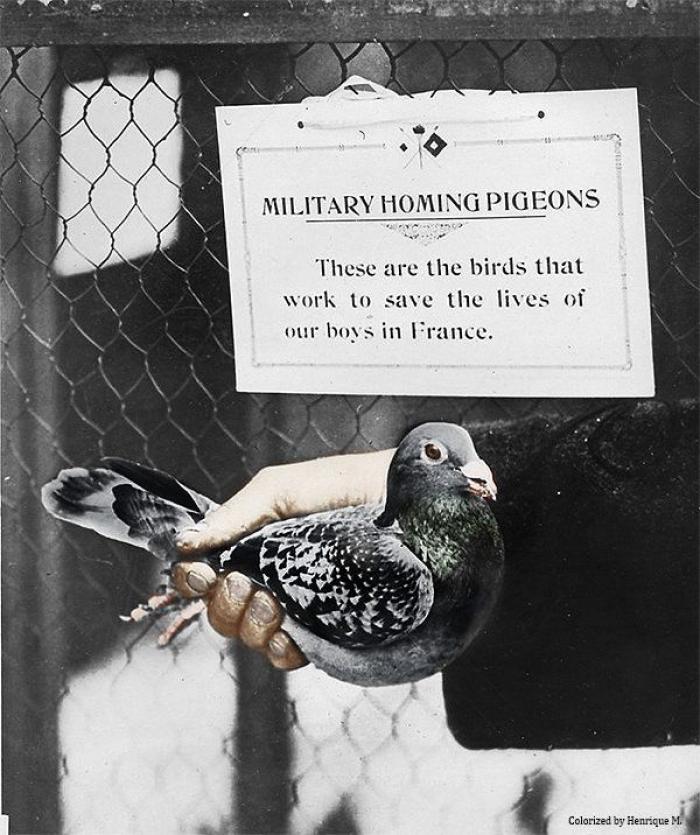 La Primera Guerra Mundial, a todo color (FOTOS)