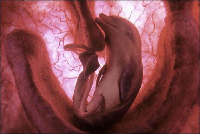 Una pareja rescata a un gato que estaba congelado y pegado al suelo