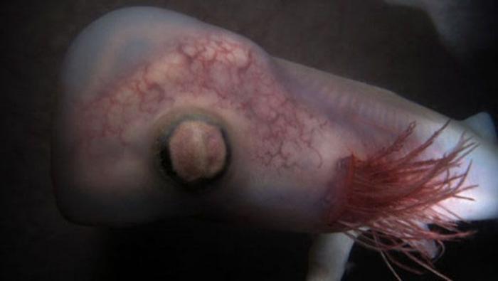 Una pareja rescata a un gato que estaba congelado y pegado al suelo