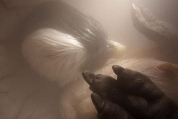 Una pareja rescata a un gato que estaba congelado y pegado al suelo