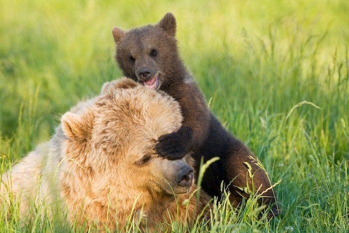 Rusia desmantela, por fin, la mayor "cárcel de ballenas" del mundo