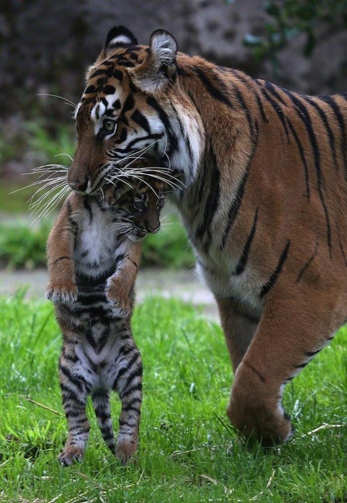 Rusia desmantela, por fin, la mayor "cárcel de ballenas" del mundo