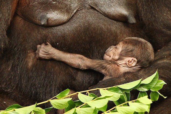 Rusia desmantela, por fin, la mayor "cárcel de ballenas" del mundo