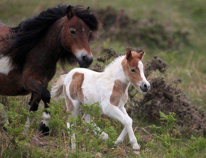 Rusia desmantela, por fin, la mayor "cárcel de ballenas" del mundo