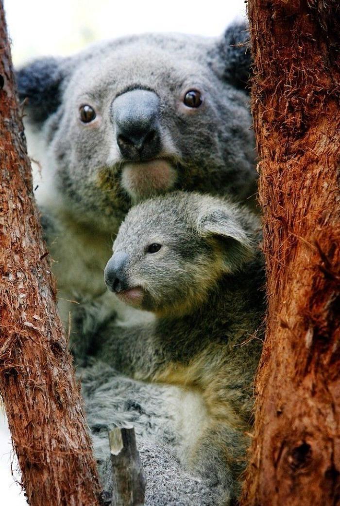 Rusia desmantela, por fin, la mayor "cárcel de ballenas" del mundo