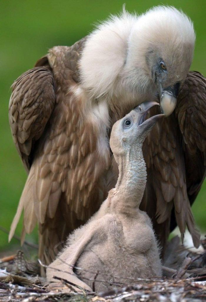 Rusia desmantela, por fin, la mayor "cárcel de ballenas" del mundo