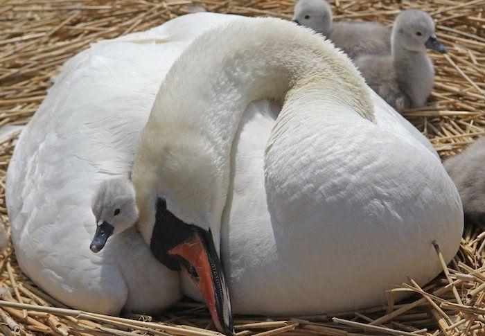 Rusia desmantela, por fin, la mayor "cárcel de ballenas" del mundo
