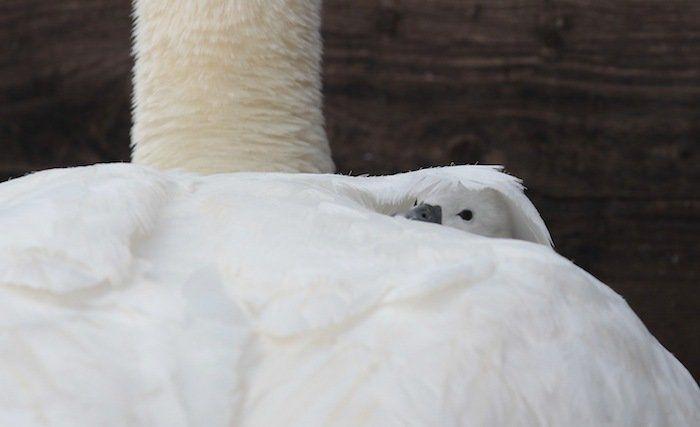 Rusia desmantela, por fin, la mayor "cárcel de ballenas" del mundo