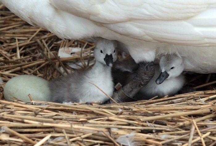 Rusia desmantela, por fin, la mayor "cárcel de ballenas" del mundo