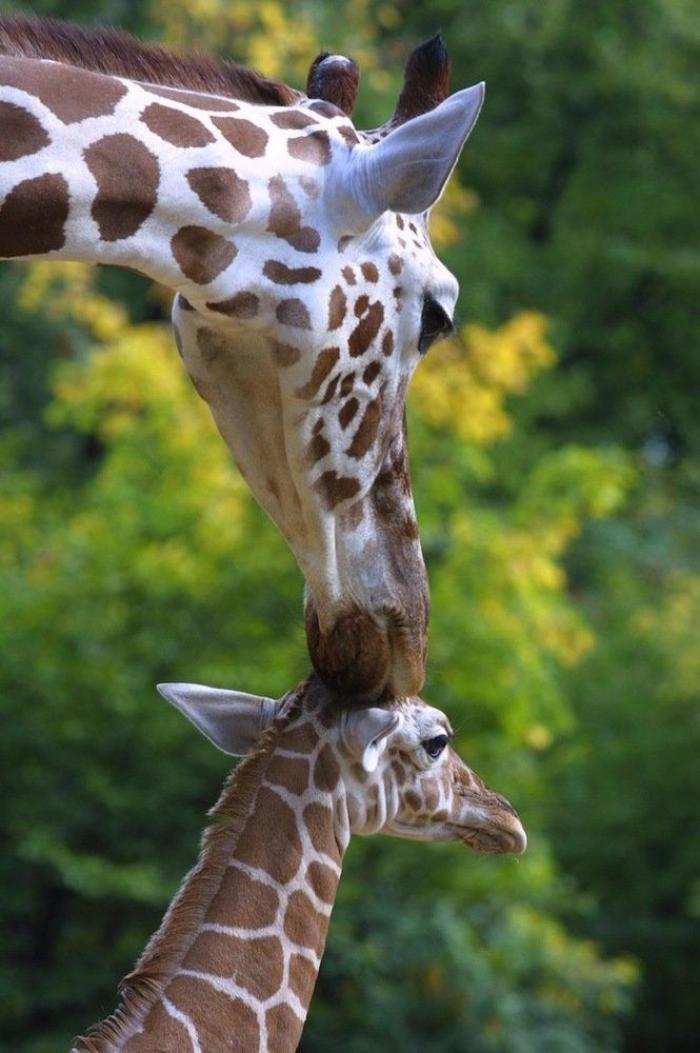 Rusia desmantela, por fin, la mayor "cárcel de ballenas" del mundo