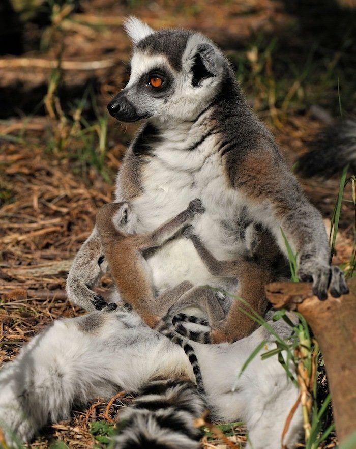 Rusia desmantela, por fin, la mayor "cárcel de ballenas" del mundo