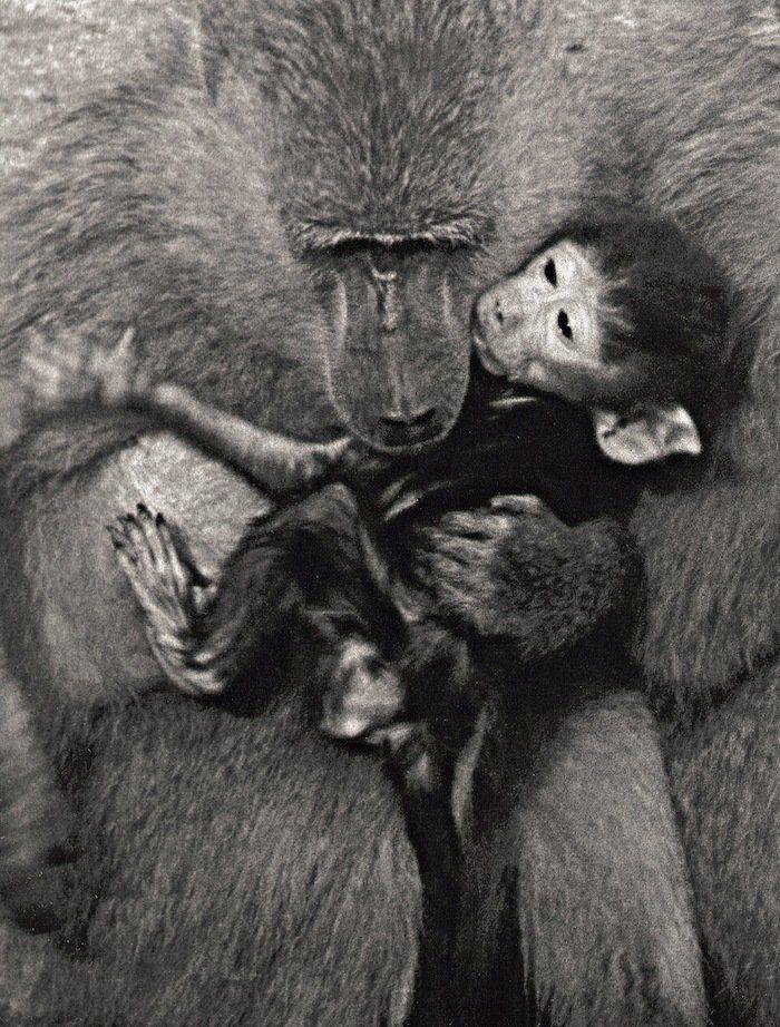 Rusia desmantela, por fin, la mayor "cárcel de ballenas" del mundo