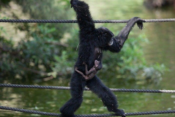 Rusia desmantela, por fin, la mayor "cárcel de ballenas" del mundo