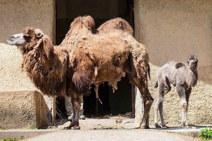 Rusia desmantela, por fin, la mayor "cárcel de ballenas" del mundo