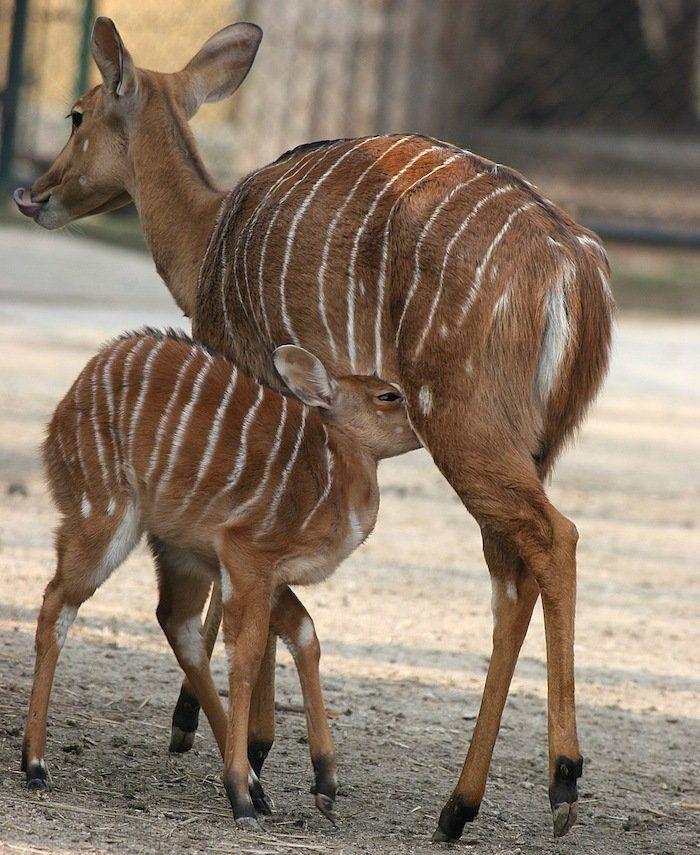 Rusia desmantela, por fin, la mayor "cárcel de ballenas" del mundo