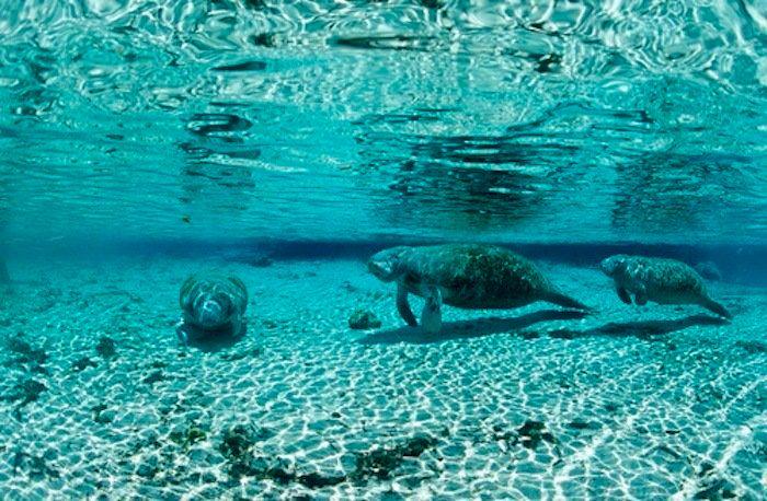 Rusia desmantela, por fin, la mayor "cárcel de ballenas" del mundo