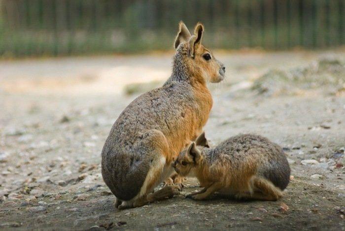 Rusia desmantela, por fin, la mayor "cárcel de ballenas" del mundo