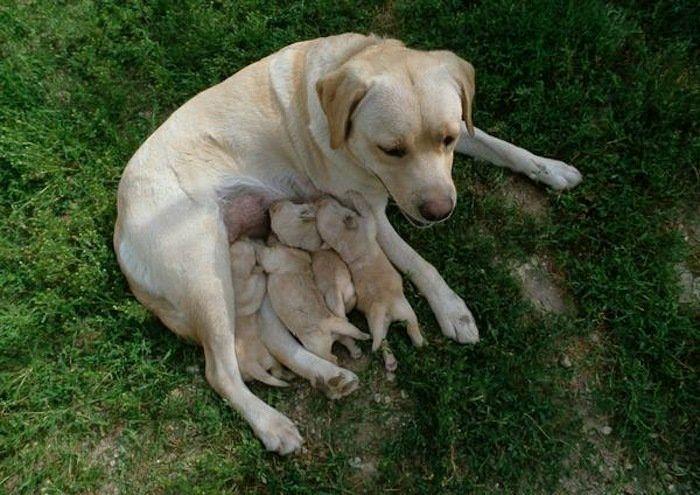 Rusia desmantela, por fin, la mayor "cárcel de ballenas" del mundo