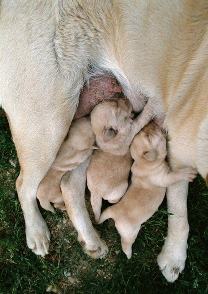 Rusia desmantela, por fin, la mayor "cárcel de ballenas" del mundo