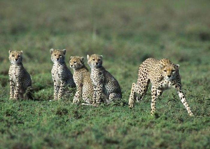 Rusia desmantela, por fin, la mayor "cárcel de ballenas" del mundo