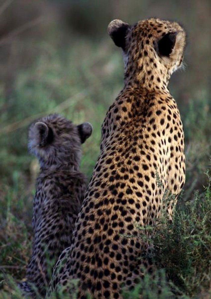 Rusia desmantela, por fin, la mayor "cárcel de ballenas" del mundo