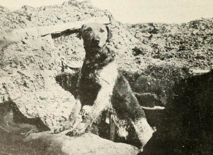 20 increíbles imágenes de animales en la Primera Guerra Mundial (FOTOS)