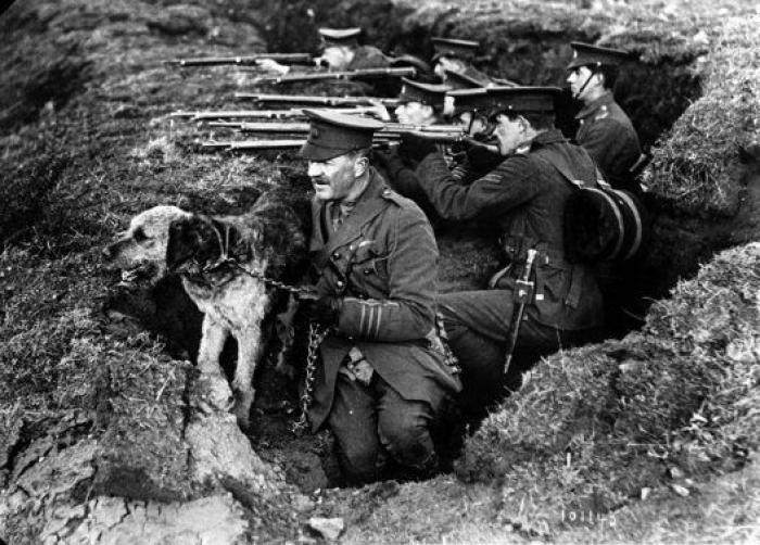 20 increíbles imágenes de animales en la Primera Guerra Mundial (FOTOS)