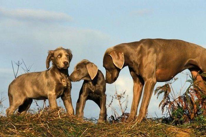 Rusia desmantela, por fin, la mayor "cárcel de ballenas" del mundo