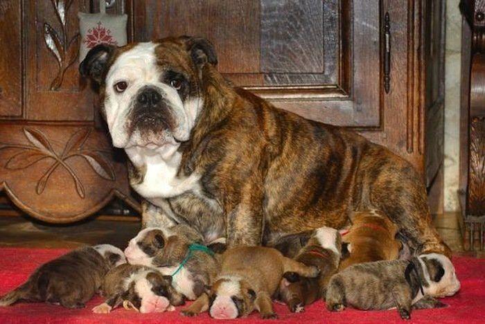 Rusia desmantela, por fin, la mayor "cárcel de ballenas" del mundo