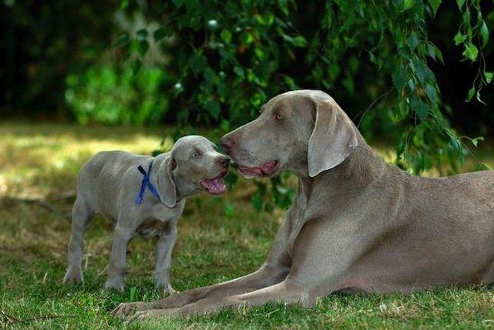Rusia desmantela, por fin, la mayor "cárcel de ballenas" del mundo