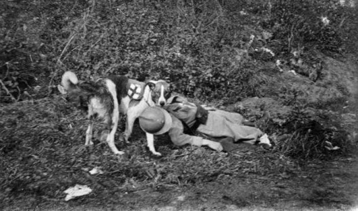 20 increíbles imágenes de animales en la Primera Guerra Mundial (FOTOS)