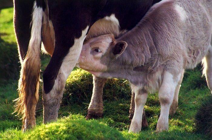 Rusia desmantela, por fin, la mayor "cárcel de ballenas" del mundo