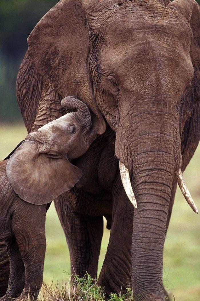 Rusia desmantela, por fin, la mayor "cárcel de ballenas" del mundo