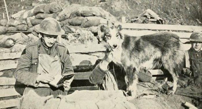 20 increíbles imágenes de animales en la Primera Guerra Mundial (FOTOS)