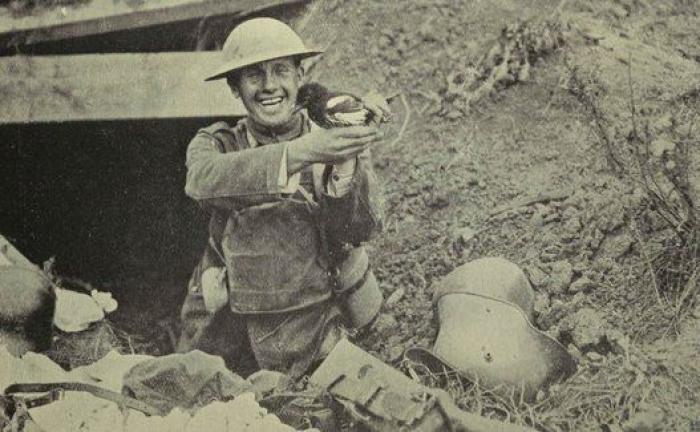 20 increíbles imágenes de animales en la Primera Guerra Mundial (FOTOS)