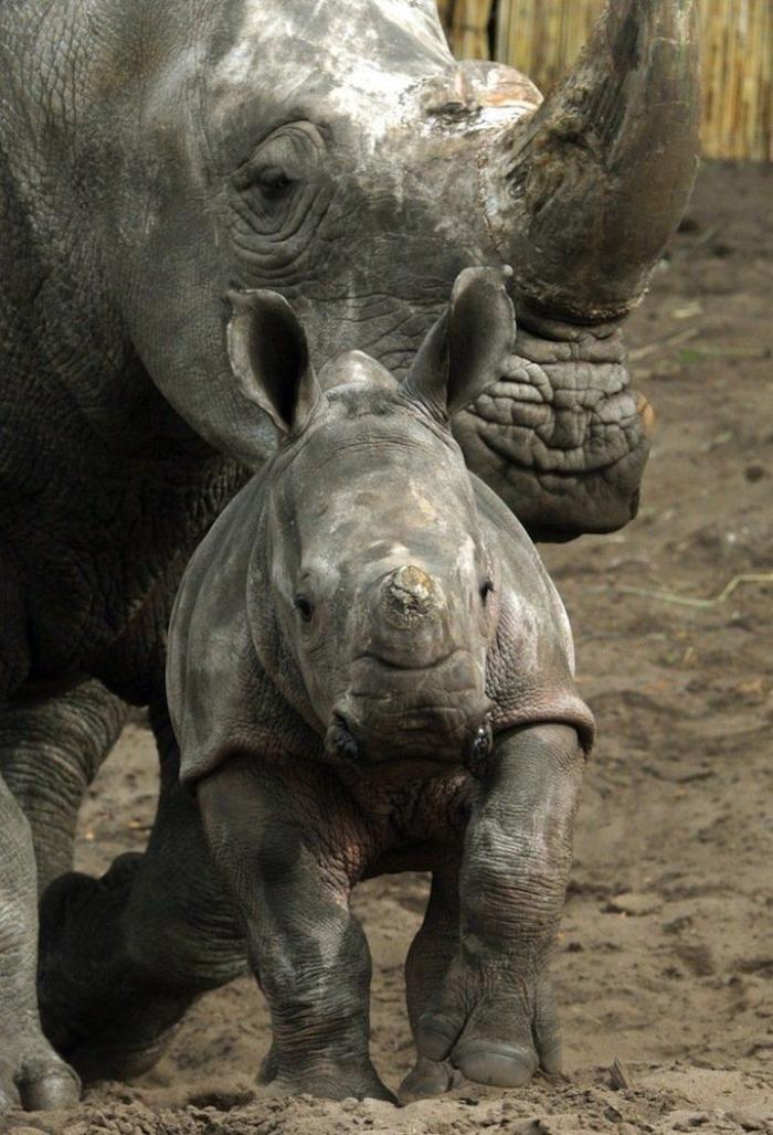 Rusia desmantela, por fin, la mayor "cárcel de ballenas" del mundo