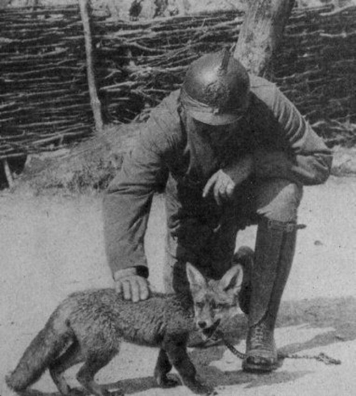 20 increíbles imágenes de animales en la Primera Guerra Mundial (FOTOS)