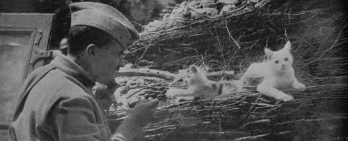 20 increíbles imágenes de animales en la Primera Guerra Mundial (FOTOS)