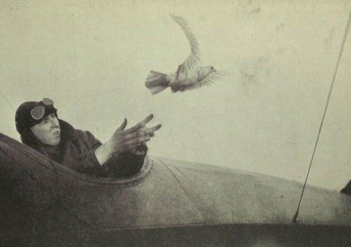 20 increíbles imágenes de animales en la Primera Guerra Mundial (FOTOS)