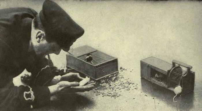 20 increíbles imágenes de animales en la Primera Guerra Mundial (FOTOS)