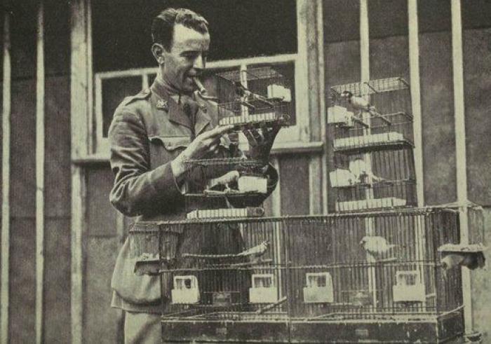 20 increíbles imágenes de animales en la Primera Guerra Mundial (FOTOS)