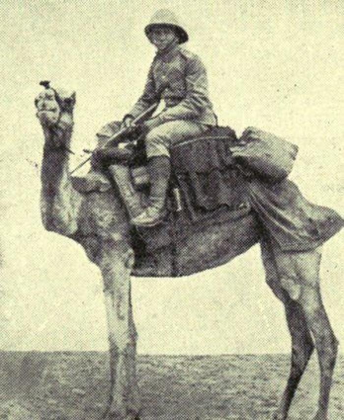 20 increíbles imágenes de animales en la Primera Guerra Mundial (FOTOS)