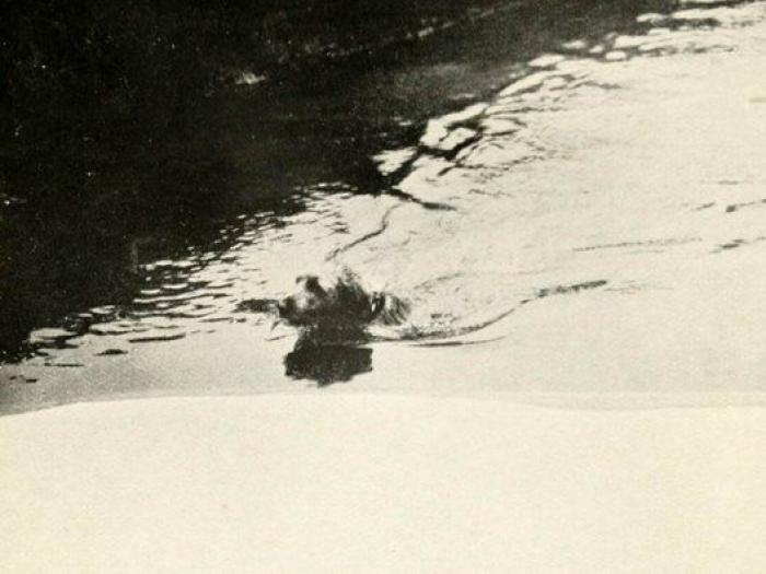 20 increíbles imágenes de animales en la Primera Guerra Mundial (FOTOS)